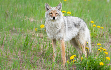 Coyote in the wild