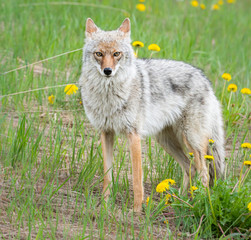 Coyote in the wild
