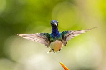Costa Rica, Sarapique River Valley. Male white-necked jacobin flying. Credit as: Cathy & Gordon...