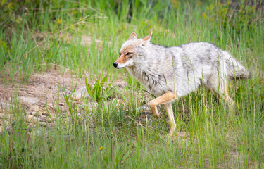 Coyote in the wild