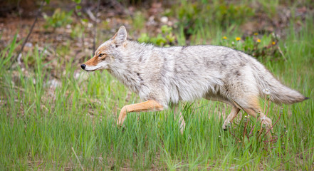 Coyote in the wild