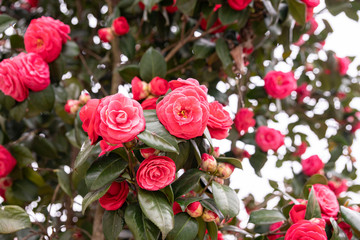 붉은 빛 동백꽃