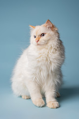 white Siberian cat
