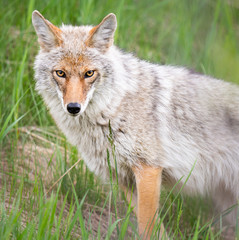 Coyote in the wild