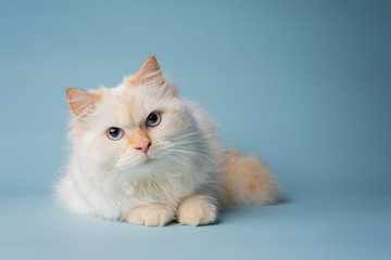 white Siberian cat © Luiza