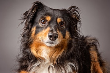 Australian Shepard dog