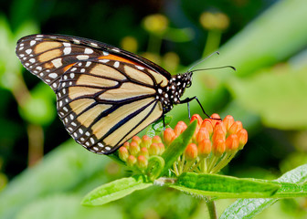 Monarch butterfly (Danaus plexippus) perched on a cluster of Butterfly weed (Asclepias tuberosa) flower buds.  Closeup.