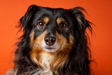 Australian Shepard dog