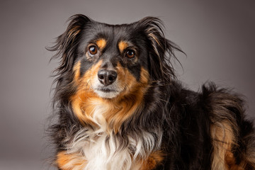 Australian Shepard dog