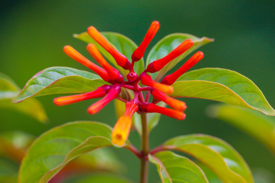 Flower On Scarlet Bush, Also Know As Hamelia Patens Flowers, Scarletbush Flowers, Firebush, Hummingbird Bush, Firebush