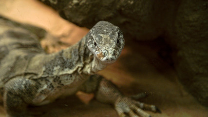 Lizard in front of rock