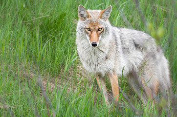 Coyote in the spring