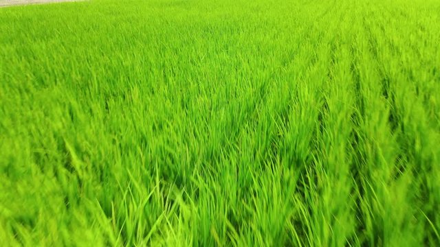 Drone footage of paddy fields that have just been planted