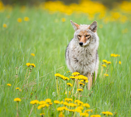 Fototapeta premium Coyote in the spring