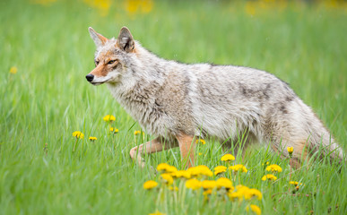 Coyote in the spring