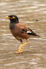Common Myna or Indian Myna Playing at my terrace