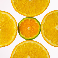 Sliced Orange and Mandarin backlit showing texture