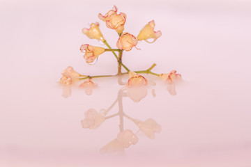 Flower floating on water with reflection
