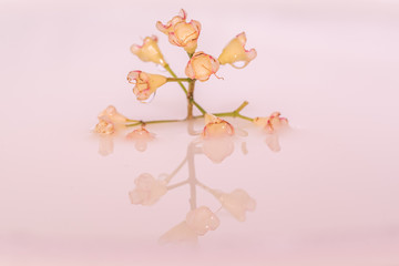 Flower floating on water with reflection