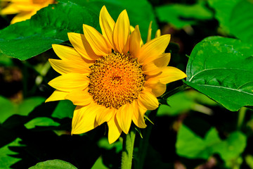久住高原のひまわり