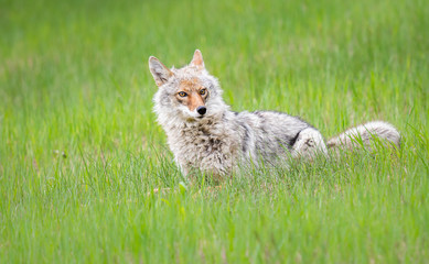 Coyote in the spring