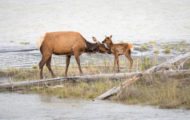 Cow and calf elk in the spring