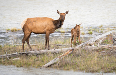Cow and calf elk in the spring