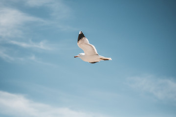 seagull in flight with blue sky