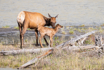 Cow and calf elk in the spring