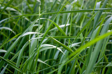 Fototapeta na wymiar Grass in the summer field close-up. Side view. Flat lay. Grass stalks in diversity.