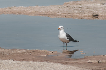 seagull on the sandy beach