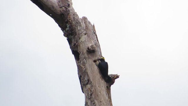 a woodpecker pecking a tree
