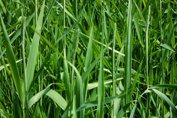 Grass in the summer field close-up. Side view. Flat lay. Grass stalks in diversity.
