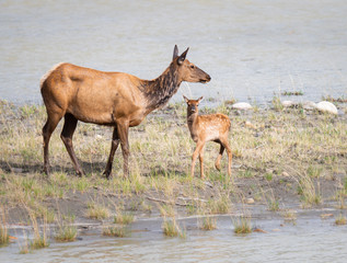 Cow and calf elk in the spring