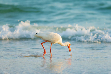tropical bird feeds on seashore