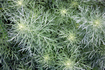 Green branches of a plant on a summer day, top view.