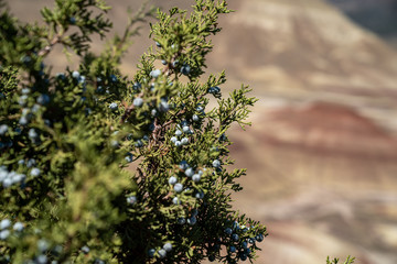 Juniper berries on a bush, taken in John Day Fossil Beds - Painted Hills National Monument in Oregon. Selective focus