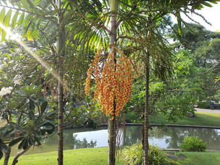 A bunch of ripe red areca palm Areca catechu tropical or hung on a tree.