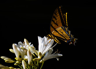 Mariposa posada en flor