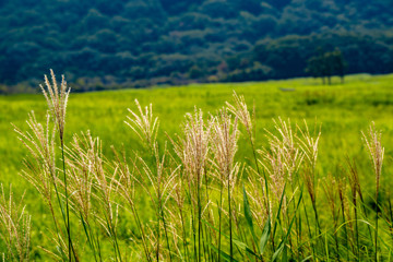 タデ原湿原のススキ