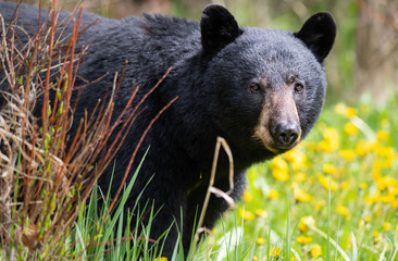 Black bear in the wild