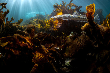 Hiding Flathead Fish, Byron Bay Australia