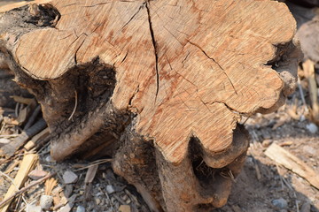 wood texture background