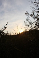 sunset in the forest