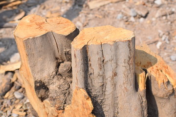  Cut Tree Trunk Firewood