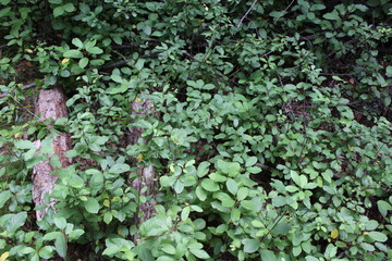 green ivy leaves