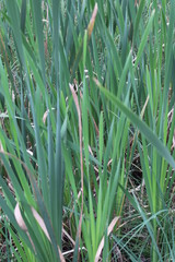 green grass with water drops