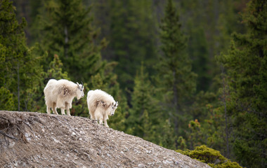 Fototapeta na wymiar Mountain goat in the spring