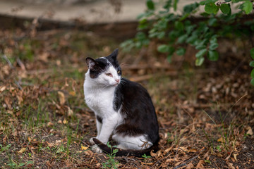 A spotted cat with black and white spots sits in the garden. Portrait of a pet. High quality photo