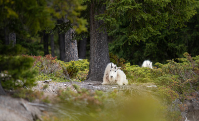 Mountain goat in the spring